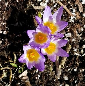 Meet your Posher, Chentelle